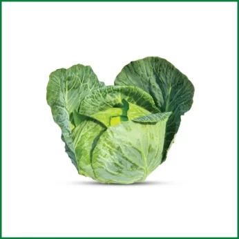 Organic Green Cabbage (Sobuj Badhakopi) – অর্গানিক সবুজ বাঁধা কপি – O’Natural/Pcs