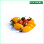 Hydroponic Cherry Tomato - হাইড্রোপনিক চেরি টমেটো - O'Natural/Kg