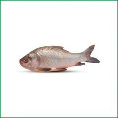 Katla Fish – কাতলা মাছ (5 Kg Plus) – O’Natural/Kg