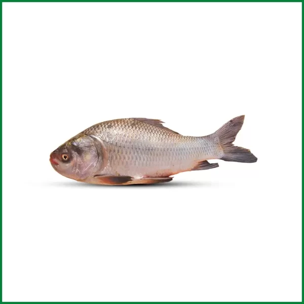 Katla Fish - কাতলা মাছ (3 Kg Plus) - O'Natural