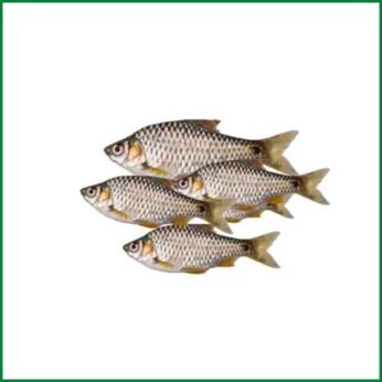Puti Fish – পুটি মাছ – O’Natural/Kg