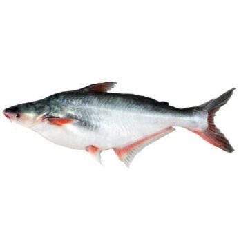 Pangasius (Pangash) Fish Medium/Kg