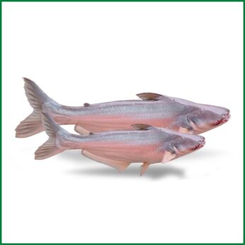 Pangasius (Pangash) Fish – পাঙ্গাস মাছ (1.5 – 3 Kg) – O’Natural/Kg