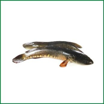 Shoal Fish – শোল মাছ – O’Natural/Kg