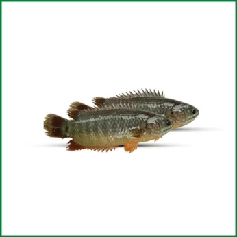 Deshi Koi Fish – দেশি কৈ মাছ (Live) – O’Natural/Kg