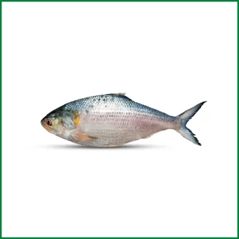 Hilsha (Ilish) Fish – 1000 Gm Plus/Kg