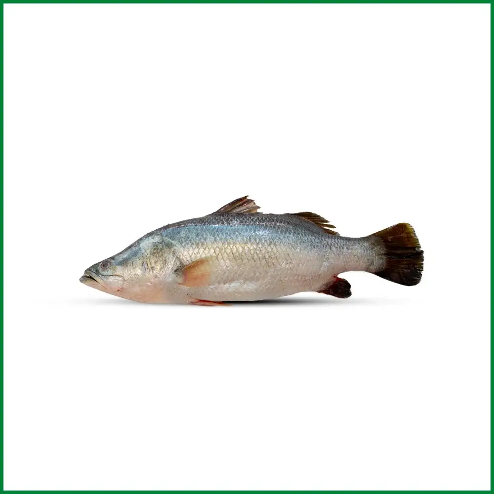 Koral Fish (Medium) – কোরাল মাছ – O’Natural//Kg