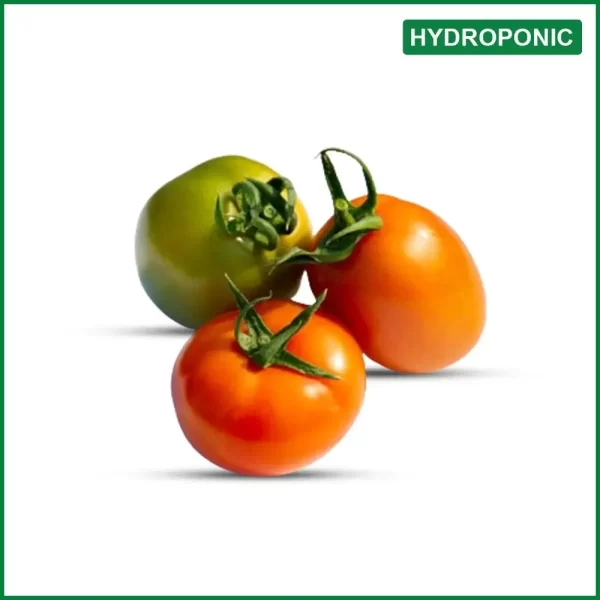 Hydroponic Bari Tomato - হাইড্রোপনিক বারি টমেটো - O'Natural/Kg