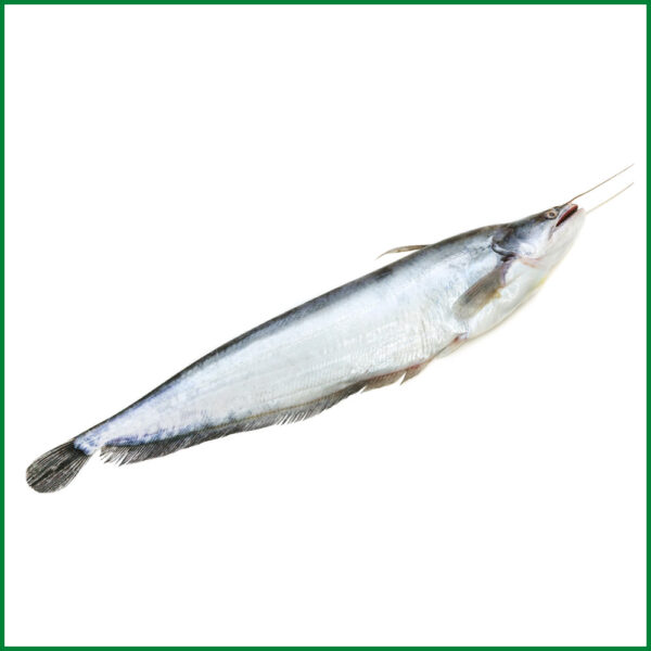 Boal Fish Big Size (8-10 Kg) - বোয়াল মাছ বড় সাইজ - O'Natural/Kg - Image 2