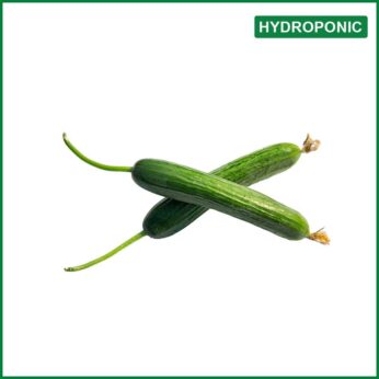 Hydroponic Cucumber – হাইড্রোপনিক শসা – O’Natural / Kg