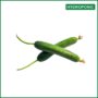 Hydroponic-Cucumber-হাইড্রোপনিক-শসা-ONatural