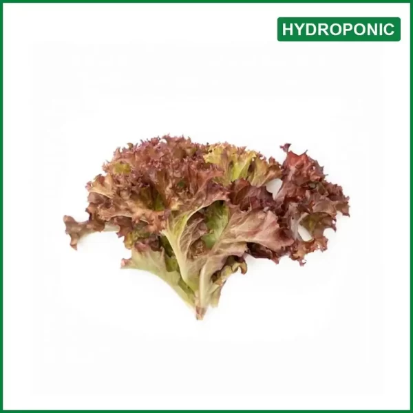Hydroponic Red Leaf Lettuce - O'Natural/Kg