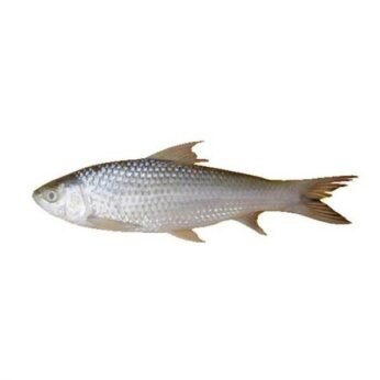 Bata Fish – বাটা মাছ/Kg