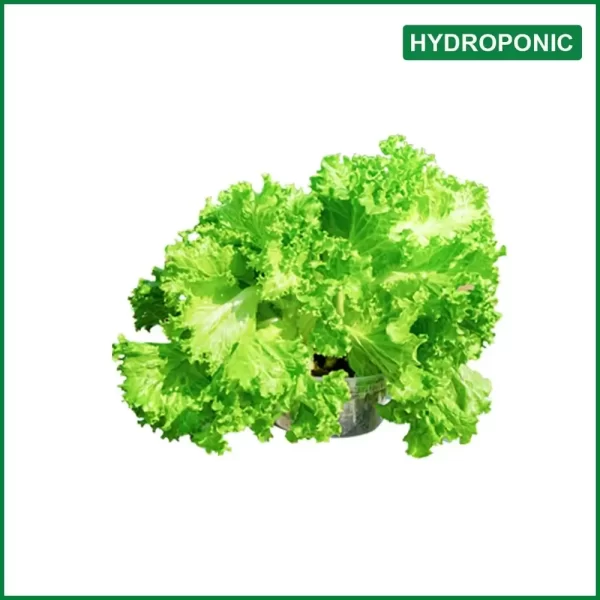Hydroponic Green Leaf Lettuce - O'Natural/Kg