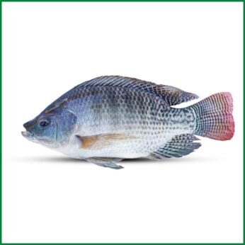 Telapia Fish – তেলাপিয়া মাছ (500 GM – 700 GM) – O’Natural/Kg