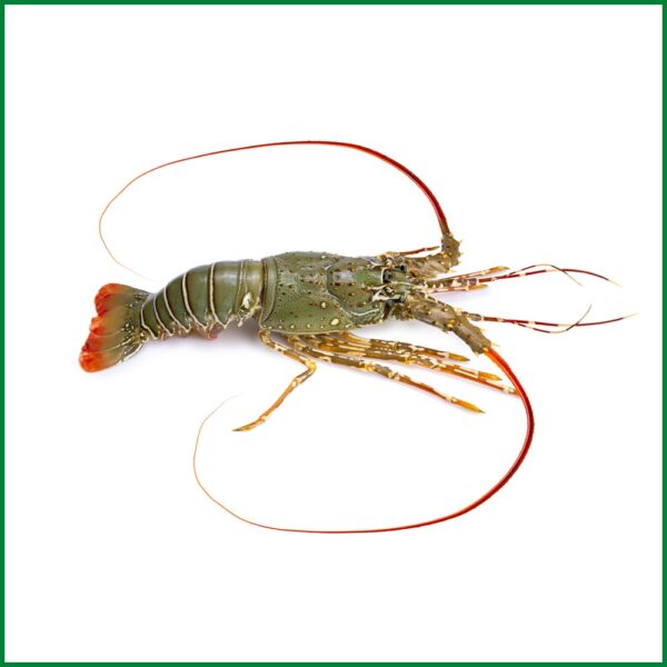 Lobster - O'Natural