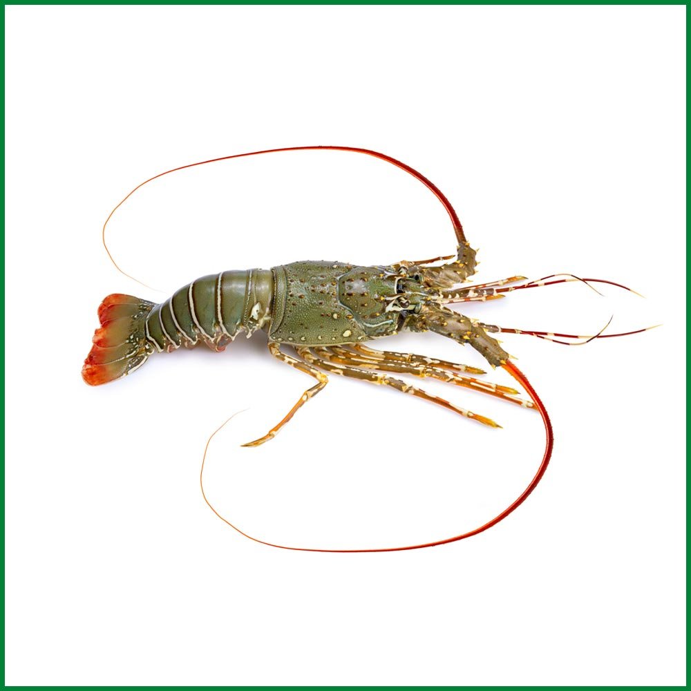 Lobster – O’Natural/Kg