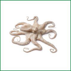 Octopus-Baby (Ready To Cook – 100% Clean) – O’Natural/Kg