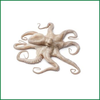 Octopus Non Clean (Raw) – O’Natural/Kg