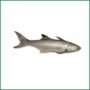 Indian Salmon। Tailla (Whole) - O'Natural/Kg