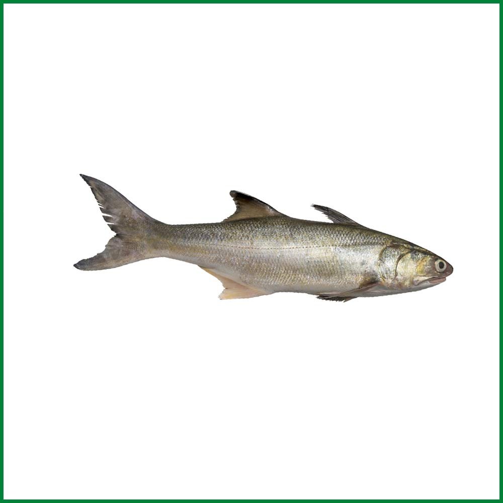 Indian Salmon। Tailla (Whole) – O’Natural/Kg