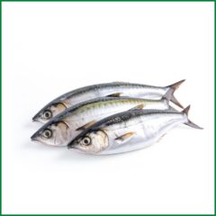 Mackarel / Aila / Narkoli Fish – সামুদ্রিক ম্যাকারেল / আইলা / নারকলি মাছ – O’Natural/Kg