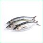 Mackarel / Aila / Narkoli Fish - সামুদ্রিক ম্যাকারেল / আইলা / নারকলি মাছ - O'Natural/Kg