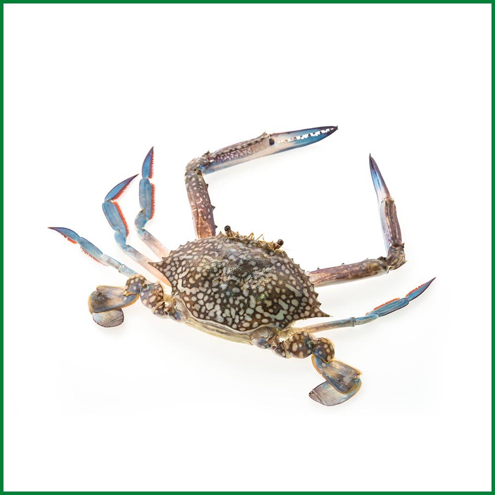 Blue Sun Crab – O’Natural/Kg