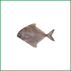 Black Pomfret (Kalo Chanda) – Medium – O’Natural/Kg