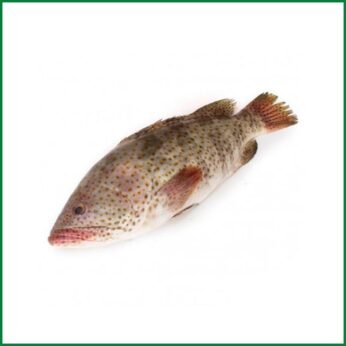 Hamur Fish (হামুর মাছ)। White Gropper (Ready to cook) – O’Natural/Kg