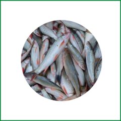 Large Sea BATA । Kolla BATA – O’Natural/Kg