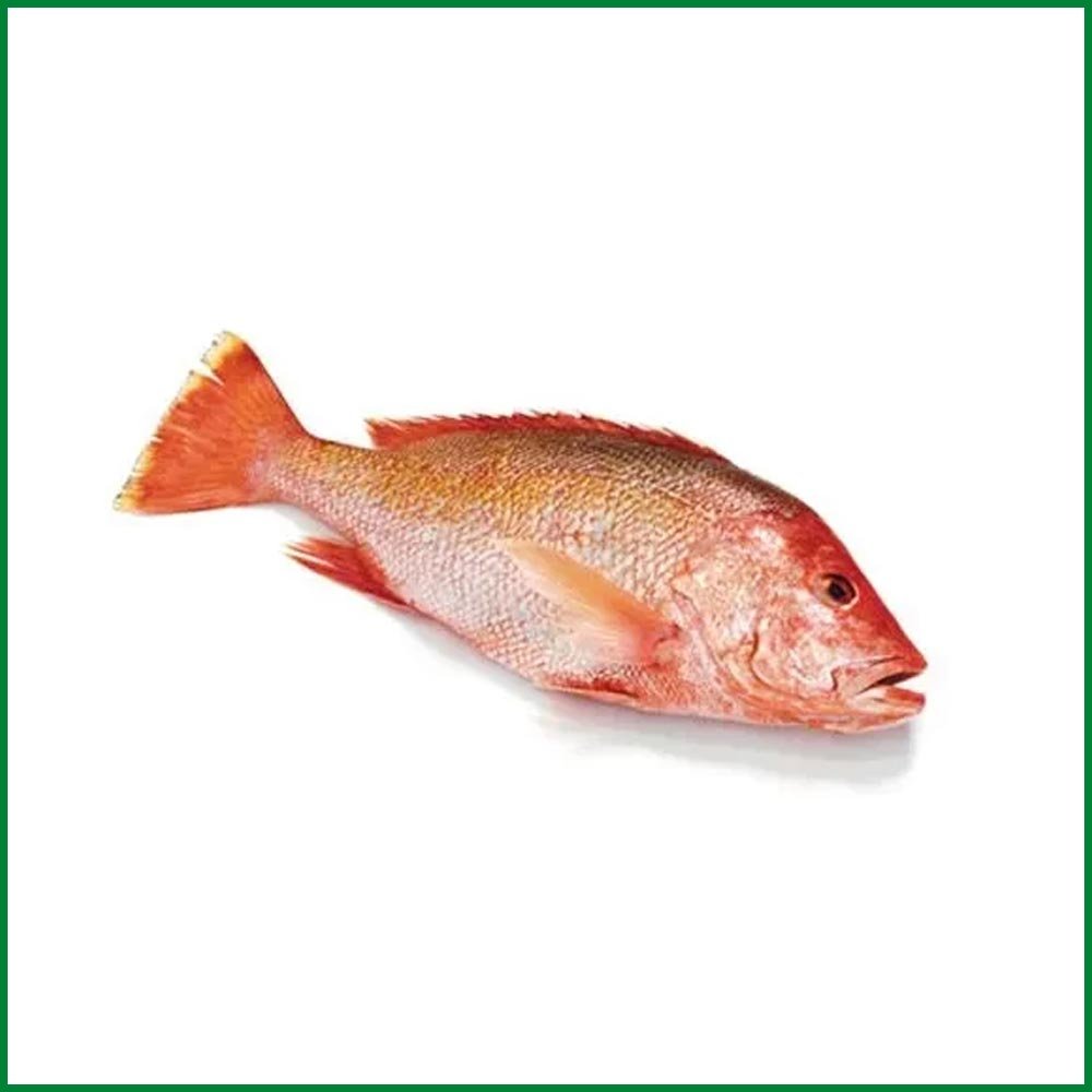 Red Snapper । Lal Koral (Whole)- O’Natural/Kg