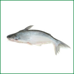 Ocean Fresh Pangasius । Sea Pangash (Full fish) – সামুদ্রিক পাংগাস – O’Natural/Kg