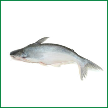 Ocean Fresh Pangasius । Sea Pangash (Large, Full fish) – সামুদ্রিক পাংগাস – O’Natural/Kg