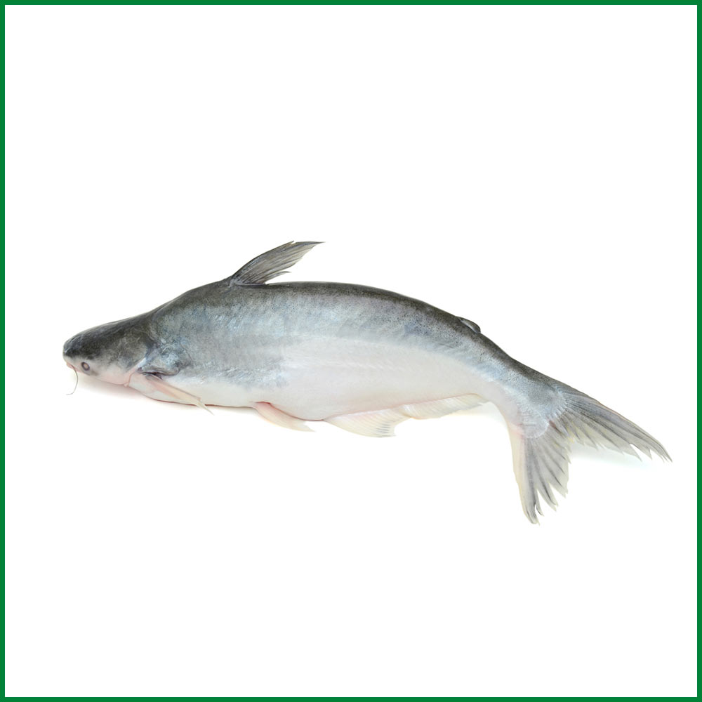 Ocean Fresh Pangasius । Sea Pangash (Ready-to-Cook) – সামুদ্রিক পাংগাস – O’Natural/Kg