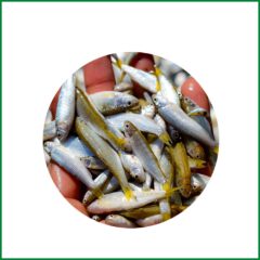 Sea Parshe (পারশে) or Small Sea BATA – O’Natural/Kg