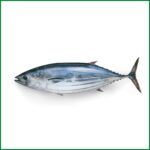 Tuna - Bay of bengal - O'Natural