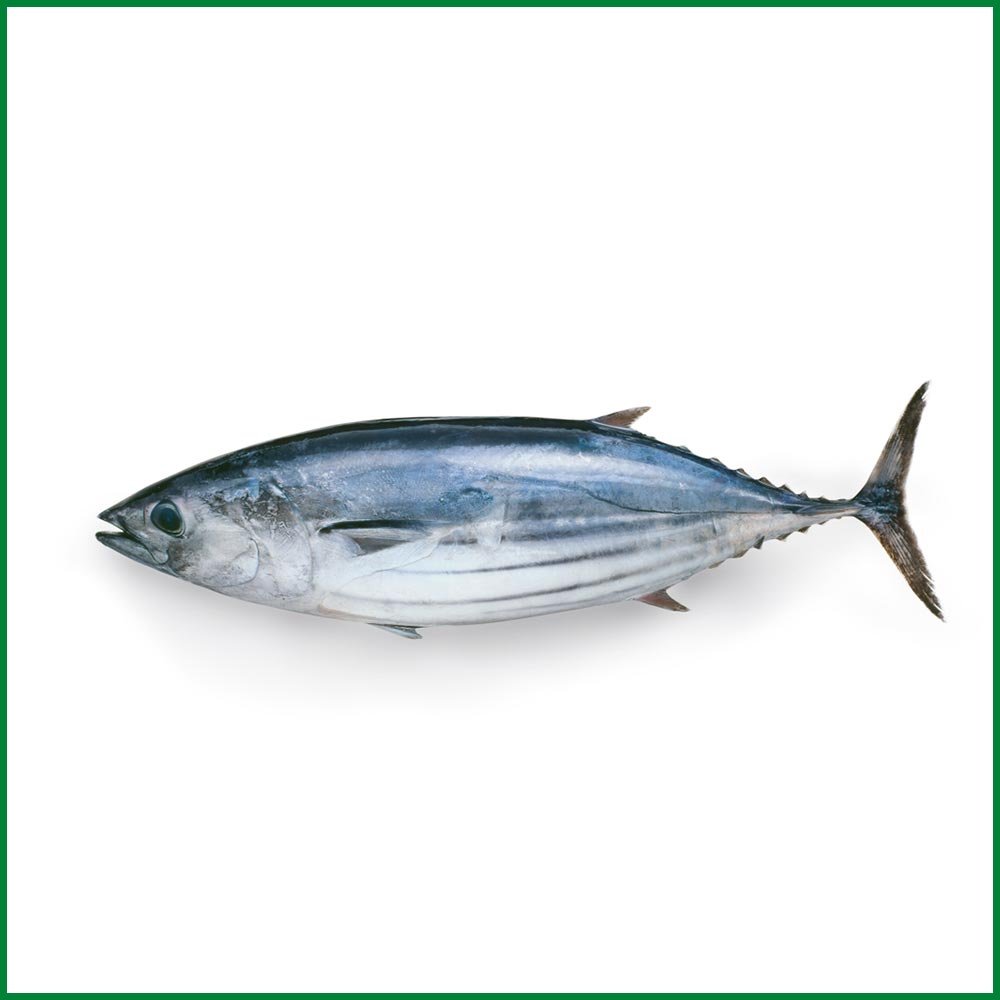 Tuna Imported – Whole – Fresh Quality (1-2 kg Size) – O’Natural/Kg
