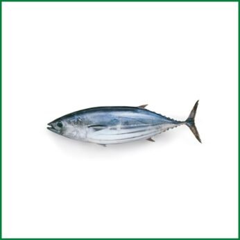 Tuna – Bay of bengal – Whole (1-2 kg Size) – O’Natural/Kg