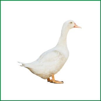 Beijing Duck With Skin (Cleaned & Large) – বেইজিং বা পিকিং হাঁস (চামড়াসহ) – O’Natural/Kg