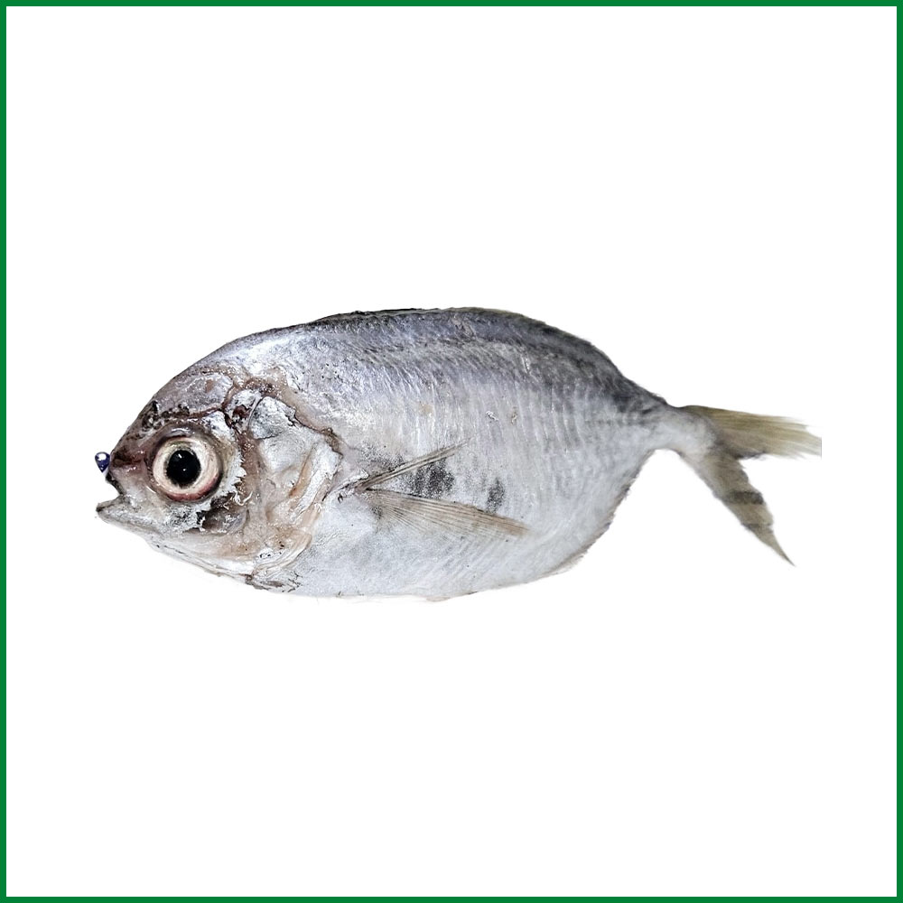 Butterfly Sea Fish – সামুদ্রিক বাটারফ্লাই মাছ – O’Natural/Kg