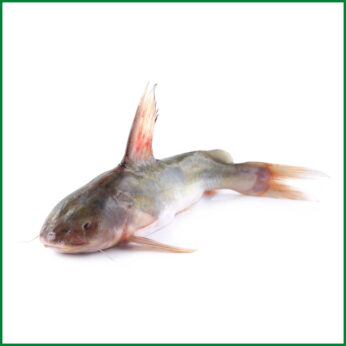 Rita Fish Large Size (Ready-To-Cook)। রিটা মাছ – O’Natural/Kg