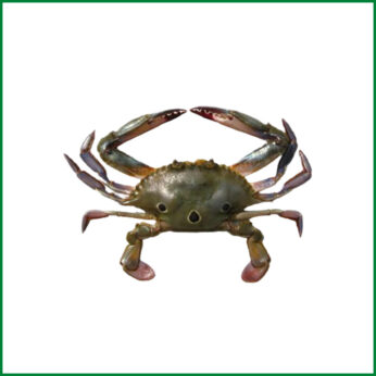 Sea Crab 3 Spot – সামুদ্রিক থ্রি-স্পট ক্র্যাব – O’Natural/Kg