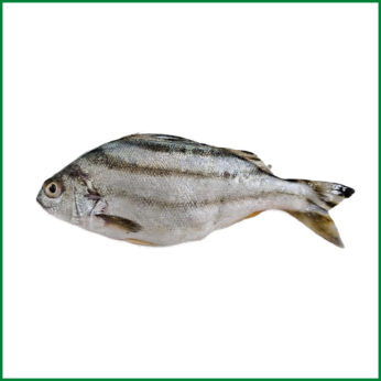 Sea koi Silver – সামুদ্রিক সাদা কই – O’Natural/Kg