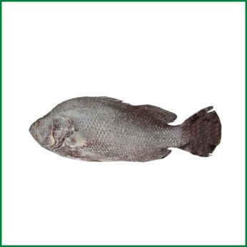 Datina Koral Black – Large Size (Ready to cook) – O’Natural/Kg