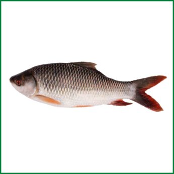 Deshi Rui Fish Big Size (7-8 Kg) – দেশি রুই মাছ বড় সাইজ – O’Natural/Kg