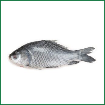 Katla Fish Big Size (12-15 Kg) – কাতলা মাছ বড় সাইজ – O’Natural/Kg