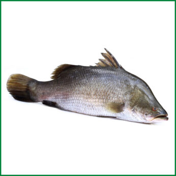 Koral Fish Big Size (8-10 Kg) – কোরাল মাছ বড় সাইজ – O’Natural/Kg