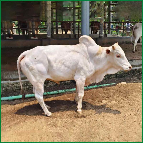 Qurbani Bull PAL1001 (390 KG, 4 Teeth) - Paramount Agro
