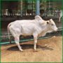 Qurbani Bull PAL1001 (390 KG, 4 Teeth) - Paramount Agro